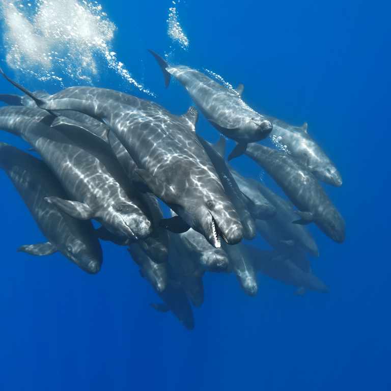 False killer whale group
