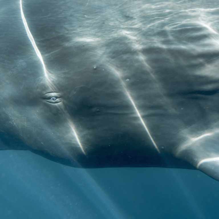 The eye of a sperm whale