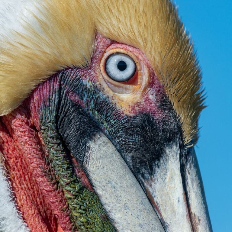 Brown pelican (Pelicanus occidentalis) Baja California Sur Mexico.