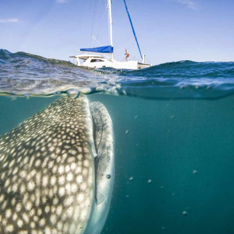 Whale shark and boat