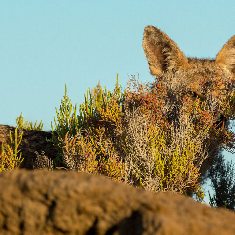 Coyote (Canis latrans) Coyote on the estero.  Baja California Mexico