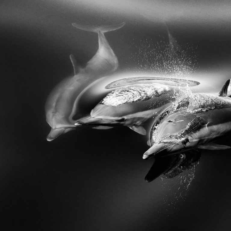B&W Common dolphin 2