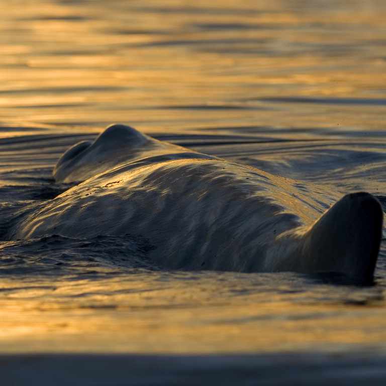 Sperm whale at sunset
